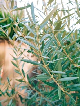 Olive branch with leaves close-up. Olive groves and gardens in Montenegro.の写真素材
