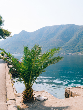 Palm tree. Date tree forest in Montenegro.