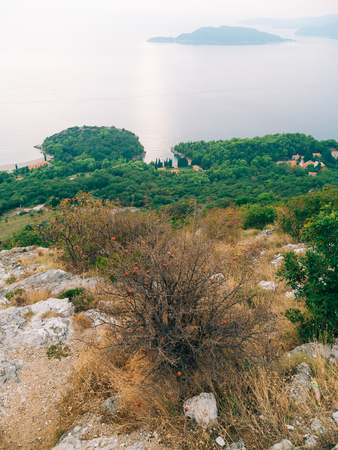 Red ripe pomegranate on the tree. Pomegranate trees in Montenegro.の写真素材