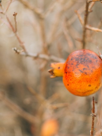 Red ripe pomegranate on the tree. Pomegranate trees in Montenegro.