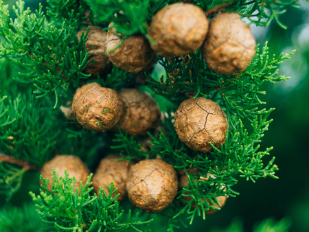 Cones on green cypress branches in Montenegro.の写真素材