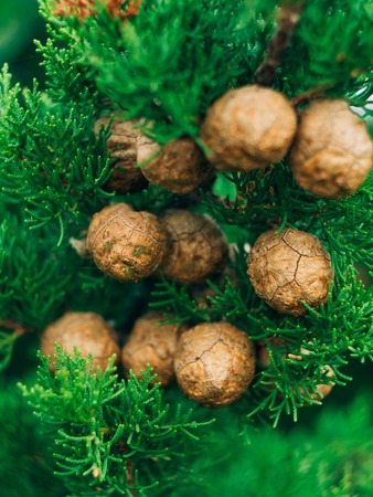 Cones on green cypress branches in Montenegro.の写真素材