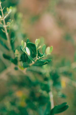 Olive branch with leaves close-up. Olive groves and gardens in Montenegro.の写真素材