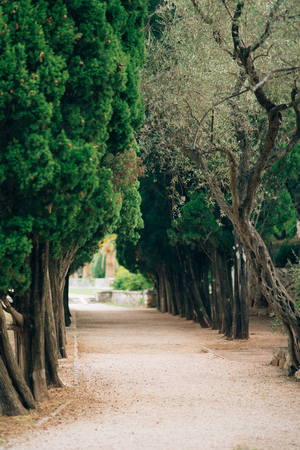 Green branches of cypress in Montenegro. Park Milocerの写真素材