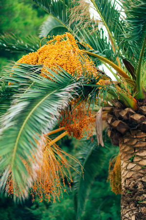 Date palm in Montenegro. Fruit on the palm tree.の写真素材