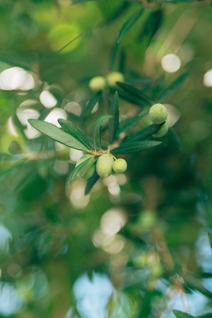 Olive branch with fruits. Olive groves and gardens in Montenegro.の写真素材