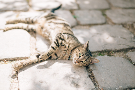 Cats in the old town of Budva, Kotor, Dubrovnik. Croatia and Montenegro.の写真素材