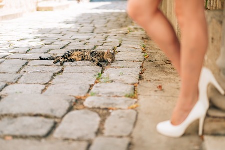 Cat and female legs in white shoes on the pavement on a street in the city.の写真素材