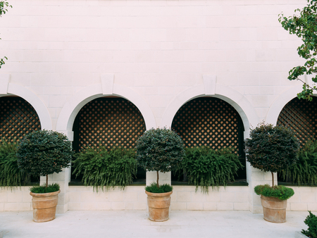 A tree in a pot. Small trees in clay pots in Montenegro.の写真素材
