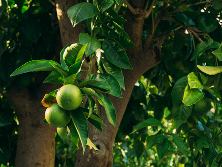 Green mandarins on a tree. Unripe tangerine. Montenegrin mandarin trees. Home tangerine garden. A lot of fruit on the tree. Not yet ripe.の写真素材