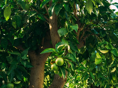 Green mandarins on a tree. Unripe tangerine. Montenegrin mandarin trees. Home tangerine garden. A lot of fruit on the tree. Not yet ripe.の写真素材