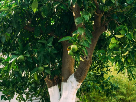 Green mandarins on a tree. Unripe tangerine. Montenegrin mandarin trees. Home tangerine garden. A lot of fruit on the tree. Not yet ripe.の写真素材