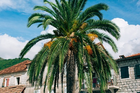 Palm tree. Date tree forest in Montenegro.の写真素材