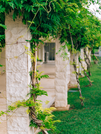 Flowering tree wisteria in Montenegro, the Adriatic and the Balkans.の写真素材