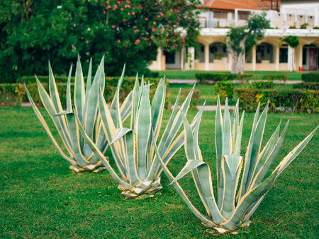 Green cacti close-up in Montenegro. Cacti in the urban landscape.の写真素材