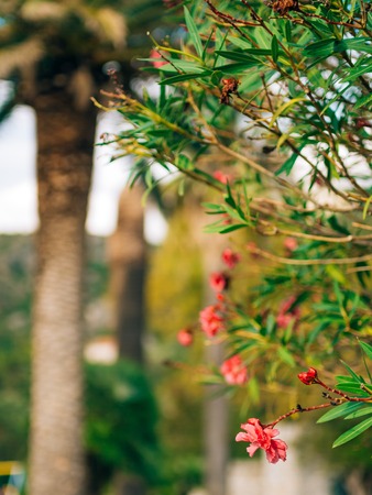 Flowering oleander trees in Montenegro, the Adriatic Sea and the Balkans.の写真素材