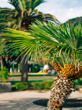 Date palm in Montenegro. Fruit on the palm tree.の写真素材