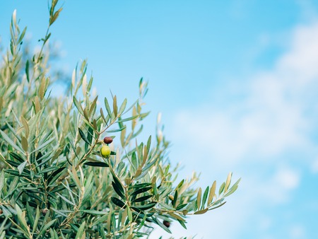 Olive branch with leaves close-up. Olive groves and gardens in Montenegro.の写真素材