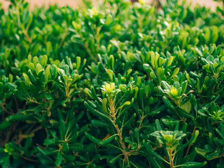 Shrubs and trees Pittosporum in Montenegro. Landscaping design of the hotel.