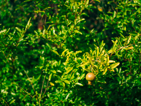 Red ripe pomegranate on the tree. Pomegranate trees in Montenegro.