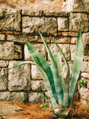 Green cacti close-up in Montenegro. Cacti in the urban landscape.の写真素材