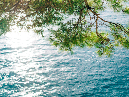Branches of pine trees in Montenegro near the sea.の写真素材