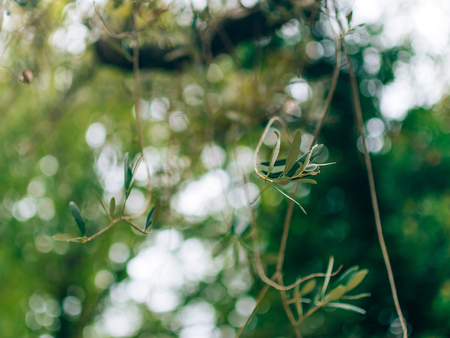 Olive branch with leaves close-up. Olive groves and gardens in Montenegro.の写真素材