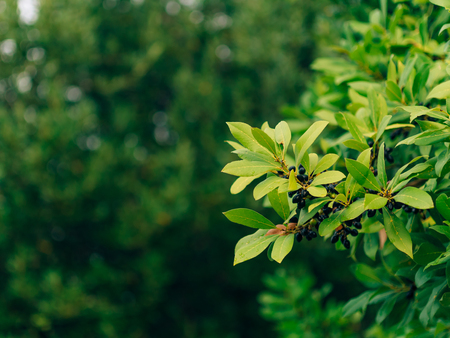Leaves of laurel and berries on a tree. Laurel leaf in the wild nature of Montenegro.の写真素材