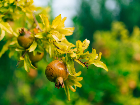 Red ripe pomegranate on the tree. Pomegranate trees in Montenegro.の写真素材