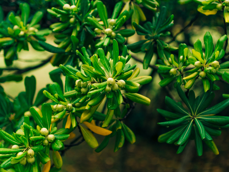 Shrubs and trees Pittosporum in Montenegro. Landscaping design of the hotel.の写真素材