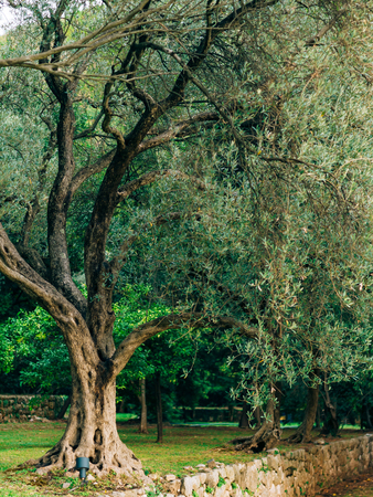 Olive Tree. Olive groves and gardens in Montenegro.の写真素材