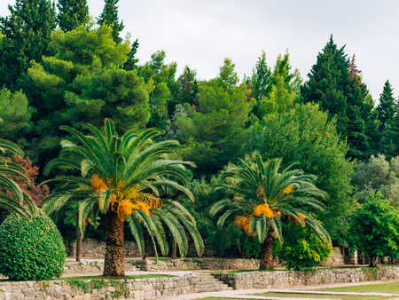 Date palm in Montenegro. Fruit on the palm tree.の写真素材