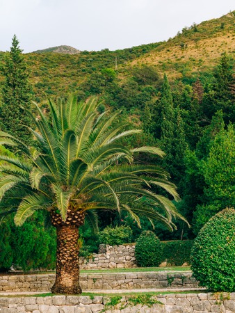 Palm tree. Date tree forest in Montenegro.の写真素材