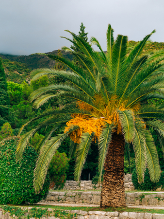 Date palm in Montenegro. Fruit on the palm tree.の写真素材