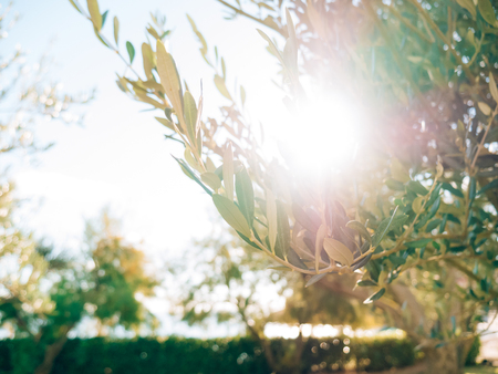 Olive branch with leaves close-up. Olive groves and gardens in Montenegro.