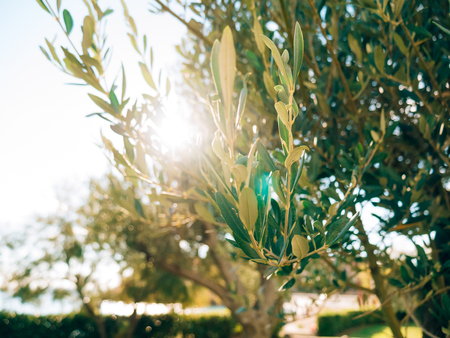 Olive branch with leaves close-up. Olive groves and gardens in Montenegro.の写真素材