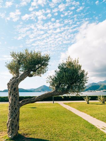 Olive Tree. Olive groves and gardens in Montenegro.の写真素材