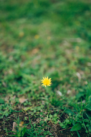 Flowers Crepis in green grass. Flora of Montenegro.の写真素材