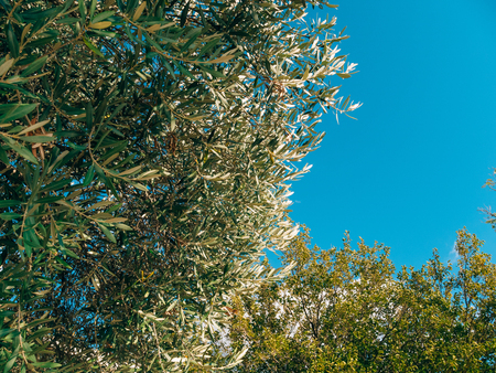 Olive branch with leaves close-up. Olive groves and gardens in Montenegro.の写真素材
