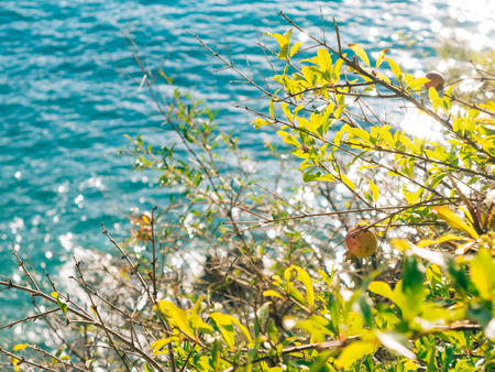 Red ripe pomegranate on the tree. Pomegranate trees in Montenegro. Pomegranate tree on the beach.の写真素材