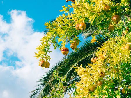 Red ripe pomegranate on the tree. Pomegranate trees in Montenegro.の写真素材