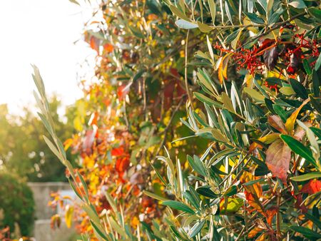 Olive branch with leaves close-up. Olive groves and gardens in Montenegro.の写真素材