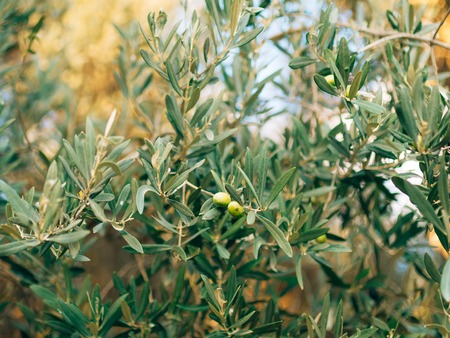 Olive branch with fruits. Olive groves and gardens in Montenegro.の写真素材