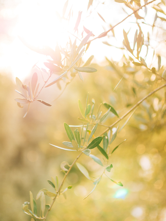 Olive branch with leaves close-up. Olive groves and gardens in Montenegro.の写真素材