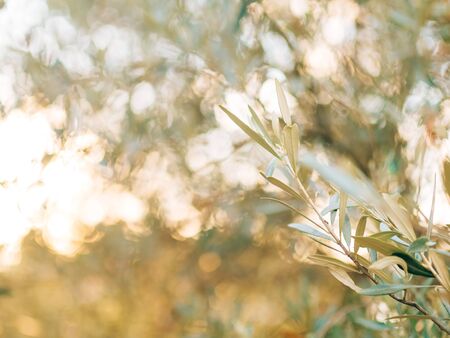 Olive branch with leaves close-up. Olive groves and gardens in Montenegro.の写真素材
