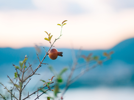 Red ripe pomegranate on the tree. Pomegranate trees in Montenegro. Pomegranate tree on the beach.の写真素材