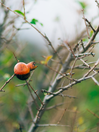 Red ripe pomegranate on the tree. Pomegranate trees in Montenegro.の写真素材