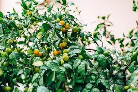 Ripening on the tree a tangerine. Montenegrin mandarin trees. Home tangerine garden. A lot of fruit on the tree. Not yet ripe.の写真素材