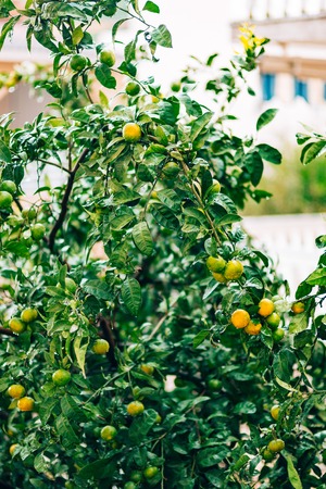 Ripening on the tree a tangerine. Montenegrin mandarin trees. Home tangerine garden. A lot of fruit on the tree. Not yet ripe.の写真素材