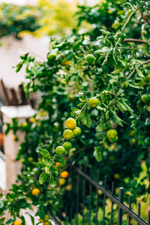 Ripening on the tree a tangerine. Montenegrin mandarin trees. Home tangerine garden. A lot of fruit on the tree. Not yet ripe.の写真素材